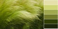 Picturesque grass with a long shiny pile of barley maned with color palette Royalty Free Stock Photo