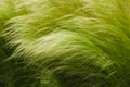 Picturesque grass with a long shiny pile of barley maned Royalty Free Stock Photo