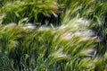 Picturesque grass with a long shiny pile of barley maned with the Latin name of Hordeum jubatum Royalty Free Stock Photo