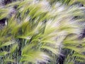 Picturesque grass with a long shiny pile of barley maned with the Latin name of Hordeum jubatum Royalty Free Stock Photo