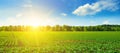 Picturesque green beet field and sun on blue sky. Wide photo.