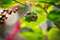 Picturesque green berries with red stem in late summer at Morton Arboretum in Lisle, Illinois. Royalty Free Stock Photo