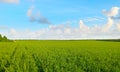 Picturesque green field and blue sky