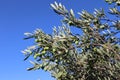 Branch of an olive tree with green olives against a blue sky on a sunny summer day Royalty Free Stock Photo