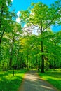 A picturesque green trail for a walk through the park in the fresh air.