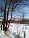 A picturesque group of alder trees alnus growing on a snow-covered bank bent over the frozen river. Vertical photography