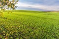 Picturesque hill landscape of green field of young shoots of wheat. A branch of an apple tree and fallen apples in the foreground