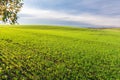 Picturesque hill landscape of green field of young shoots of wheat. A branch of an apple tree and fallen apples in the foreground Royalty Free Stock Photo