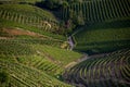 Panorama hills with vineyards Royalty Free Stock Photo