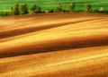 Hilly field. ranks of agricultural crops on the field Royalty Free Stock Photo