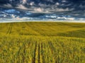 A picturesque hilly field. Storm clouds over a wheat field. Spring landscape Royalty Free Stock Photo