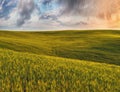 A picturesque hilly field. Storm clouds over a wheat field. Spring landscape Royalty Free Stock Photo