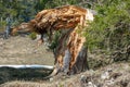 Picturesque hurricane broken fir tree in forest in mountains