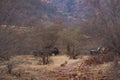 Picturesque image of Male Tiger, Safari Vehicles and landscape of Ranthambore national park or tiger reserve, rajasthan, india