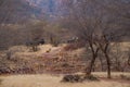 Picturesque image of Male Tiger, Safari Vehicles and landscape of Ranthambore national park or tiger reserve, rajasthan, india