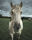 Picturesque image of a white horse in a lush green grassland