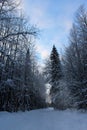 Beautiful winter landscape.Snowy forest.