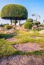 Picturesque Japanese garden.Chinese japanese garden topiary