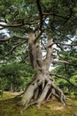 The picturesque Kenroku-en gardens, Kanazawa, Ishikawa, Japan Royalty Free Stock Photo