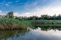 Picturesque lake among green reeds, evening landscape