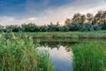 Picturesque lake among green reeds, evening landscape