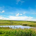 Picturesque lake overgrown with reeds and blue sky Royalty Free Stock Photo