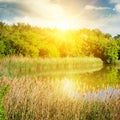 A picturesque lake overgrown with reeds. On the shore a forest grows Royalty Free Stock Photo