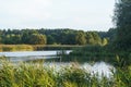 Picturesque lake or river overgrown with bulrush on sunny day. Blue water with lush grass. Green aquatic plants.