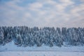 Coniferous trees covered with snow against a blue cloudy sky, on the high bank of a frozen river Royalty Free Stock Photo