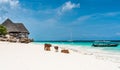 Picturesque landscape with cows and house on the beach, Zanzibar Royalty Free Stock Photo