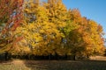 Picturesque landscape of fall foliage, trees displaying an array of vibrant yellow and orange hues