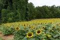 Picturesque landscape featuring a field of vibrant sunflowers in Mooresville, NC Royalty Free Stock Photo