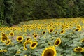 Picturesque landscape featuring a field of vibrant sunflowers in Mooresville, NC Royalty Free Stock Photo