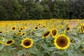 Picturesque landscape featuring a field of vibrant sunflowers in Mooresville, NC Royalty Free Stock Photo