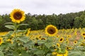 Picturesque landscape featuring a field of vibrant sunflowers in Mooresville, NC Royalty Free Stock Photo