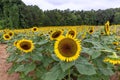 Picturesque landscape featuring a field of vibrant sunflowers in Mooresville, NC Royalty Free Stock Photo