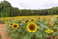 Picturesque landscape featuring a field of vibrant sunflowers in Mooresville, NC Royalty Free Stock Photo