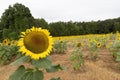 Picturesque landscape featuring a field of vibrant sunflowers in Mooresville, NC Royalty Free Stock Photo