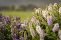 Picturesque landscape featuring a field of vibrant wildflowers in bloom