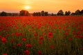 Picturesque landscape featuring a lush field of vibrant poppy blooms