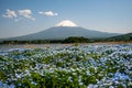 Picturesque landscape featuring Mount Fiji in the backdrop of an array of vibrant blue wildflowers
