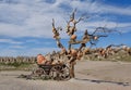 Picturesque landscape with jugs on a tree Royalty Free Stock Photo