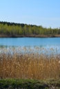 Picturesque landscape. Lake with thickets of bulrush on one bank and forest on other. Royalty Free Stock Photo