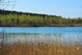 Picturesque landscape. Lake with thickets of bulrush on shore and forest on horizon. Spring scenery Royalty Free Stock Photo