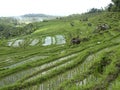 Picturesque landscape of lush rows of green rice terraces, with a mountain range in the background