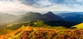 Picturesque landscape with magic pink rhododendron flowers Royalty Free Stock Photo