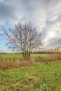 Picturesque landscape with one bare tree Royalty Free Stock Photo