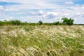 Picturesque landscape photo of a meadow overgrown with feather grass, thistles and sparse trees against a blue cloudy sky Royalty Free Stock Photo