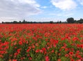 Picturesque landscape of red blooming field of poppies under cloudy blue sky Royalty Free Stock Photo