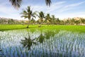 Picturesque landscape with rice plantation. India